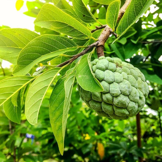 Green Sugar Apple, Sweetsop, Annona Tree, Fruit Trees from Everglades Farm