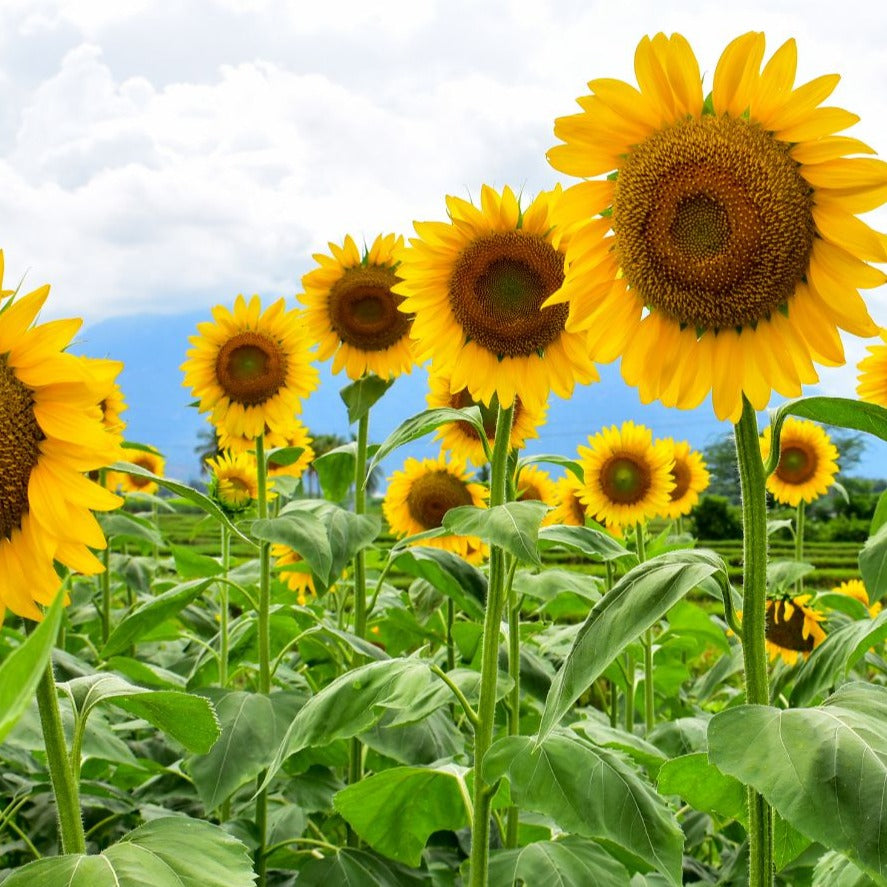 Mammoth sunflower by MIgardener