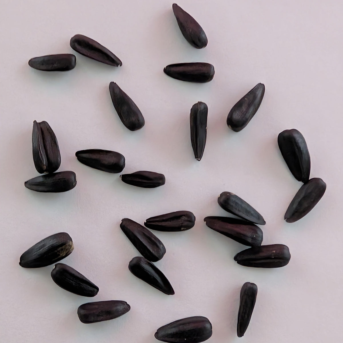 Papaw's Garden Supply Pro Cut Plum Sunflower Seed 20 CT/PACK, image 3 of 8