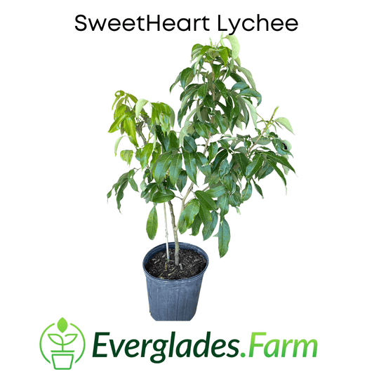 SweetHeart Lychee Tree, Fruit Trees from Everglades Farm