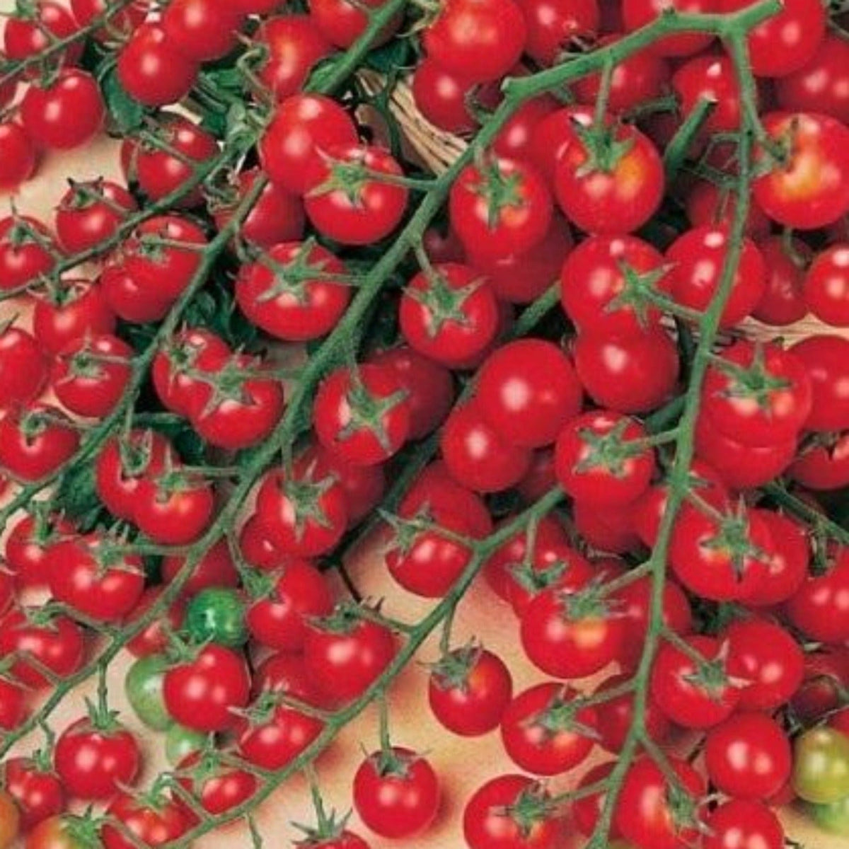 Sweet Million Hybrid Cherry Tomato Seeds by Papaws Garden Supply