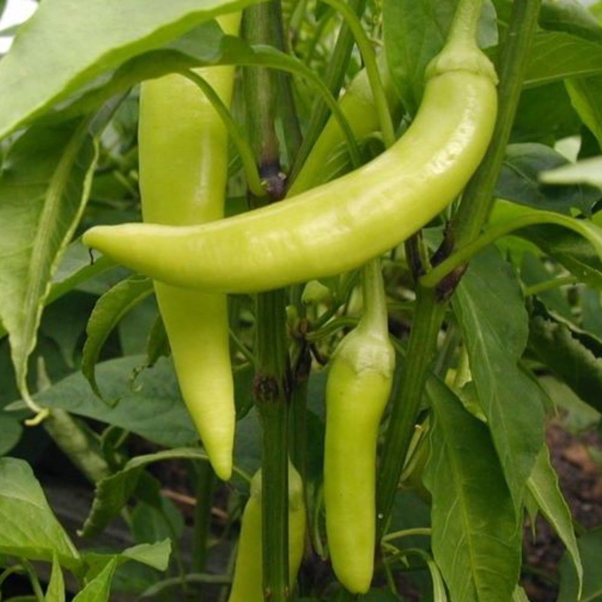 Sweet Banana Heirloom Pepper Seeds by Papaws Garden Supply