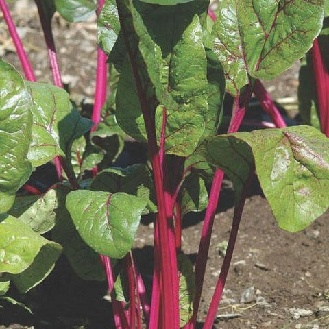 Magenta Sunset Swiss Chard by MIgardener