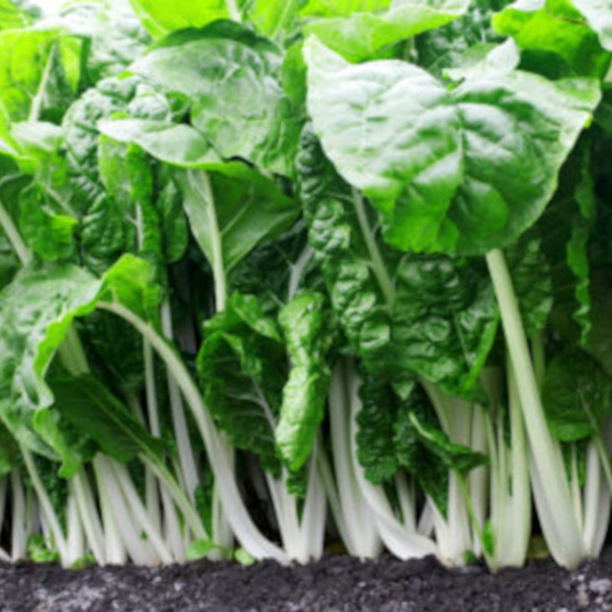 Giant Fordhook Heirloom Swiss Chard Seeds by Papaws Garden Supply