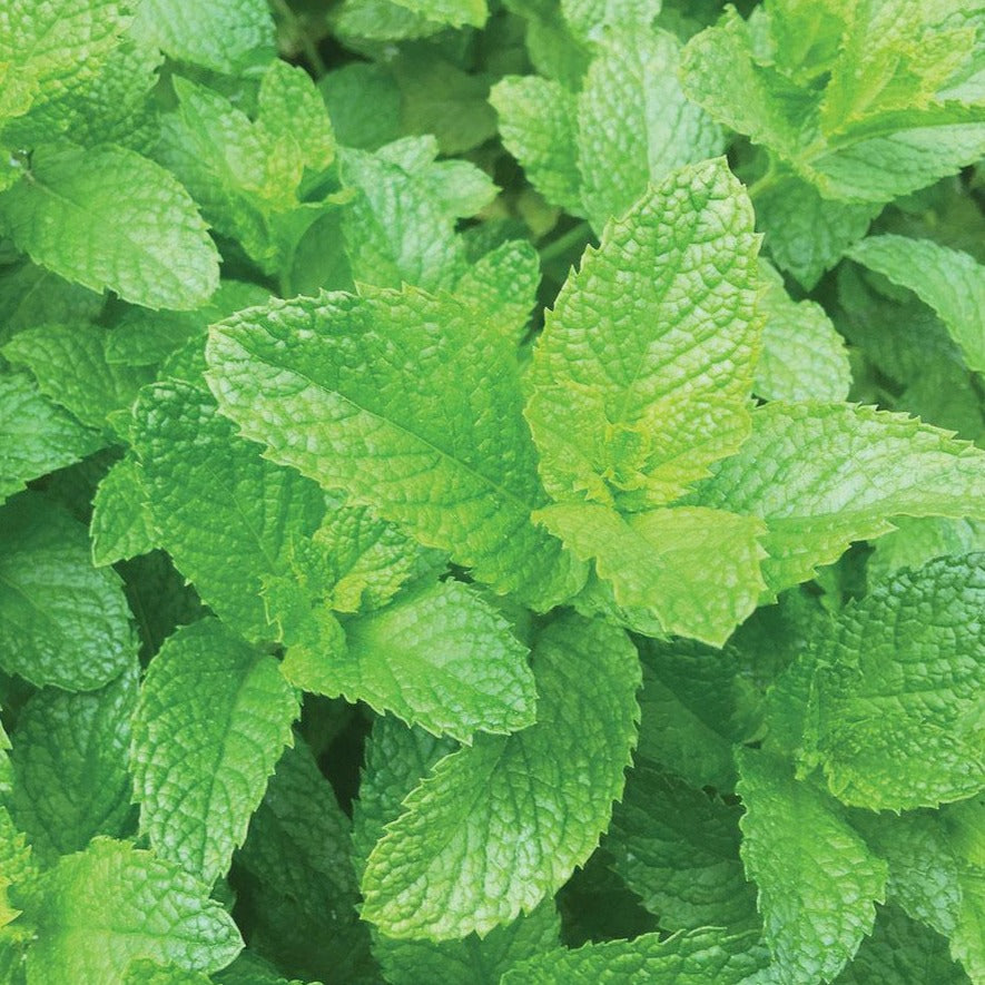 Spearmint by MIgardener