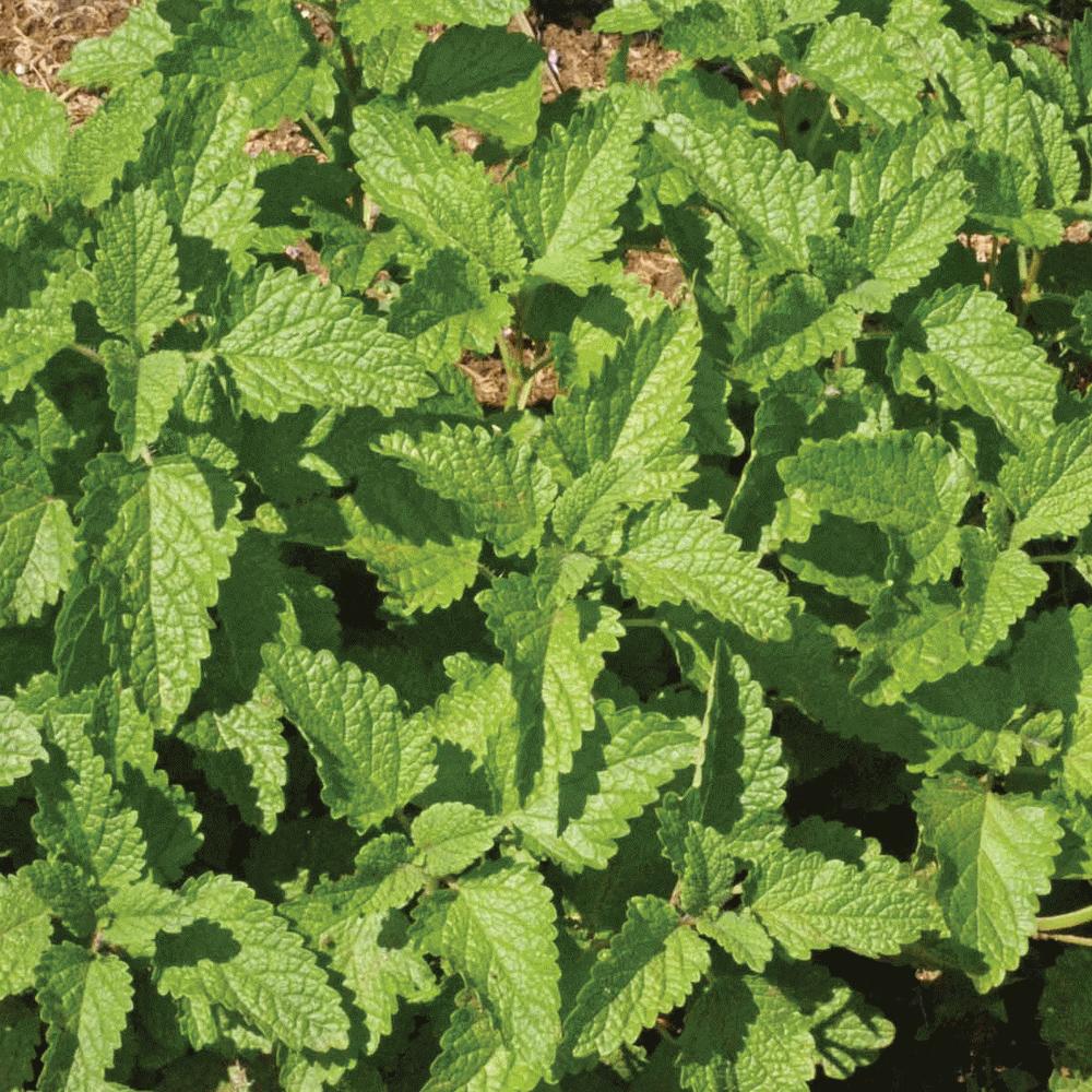 Lemon Balm by MIgardener