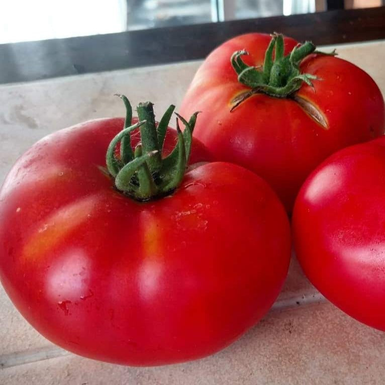 Brandywine Red Tomato by MIgardener