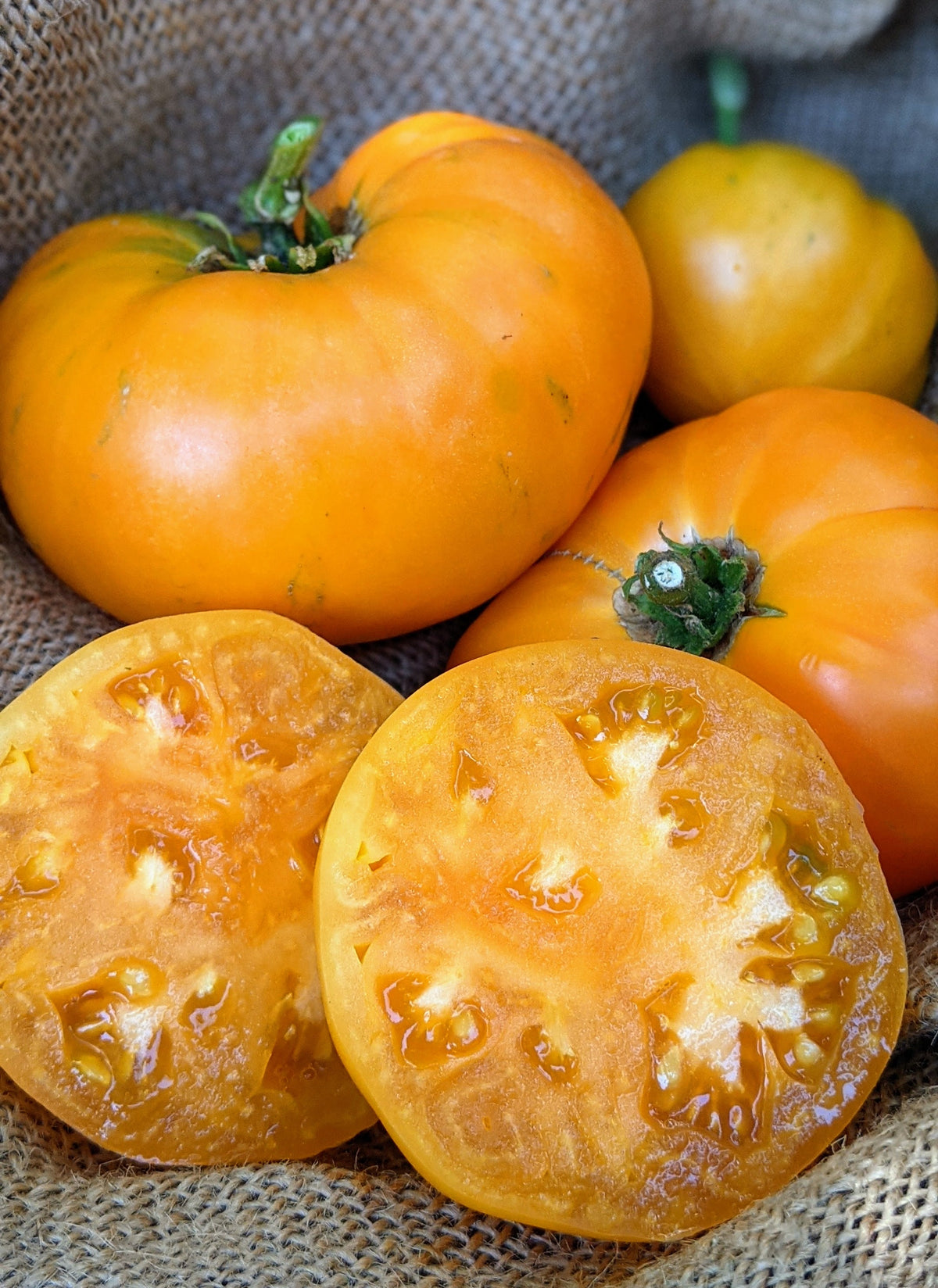 Dr. Wyche's Yellow Beefsteak Tomato by MIgardener