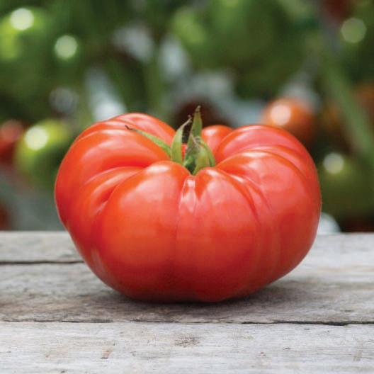 Beefsteak Tomato by MIgardener