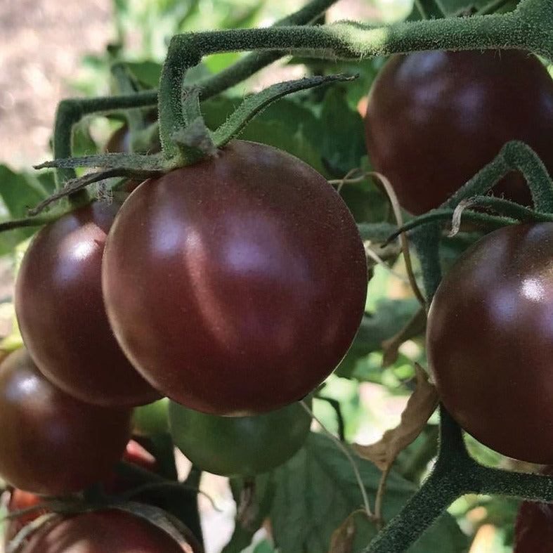Black Cherry Tomato by MIgardener
