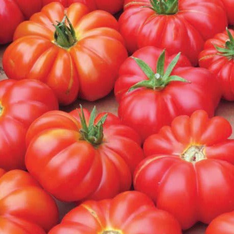 Mortgage Lifter Tomato by MIgardener