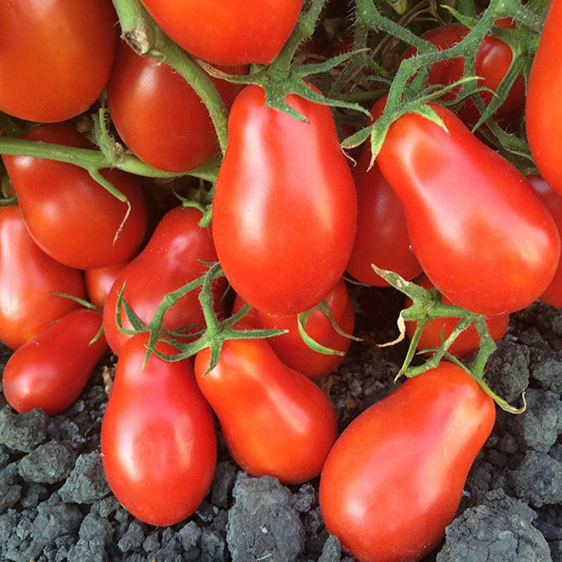 Martino's Roma Tomato by MIgardener