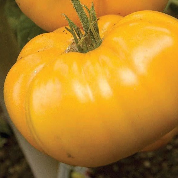 Brandywine Yellow Tomato by MIgardener