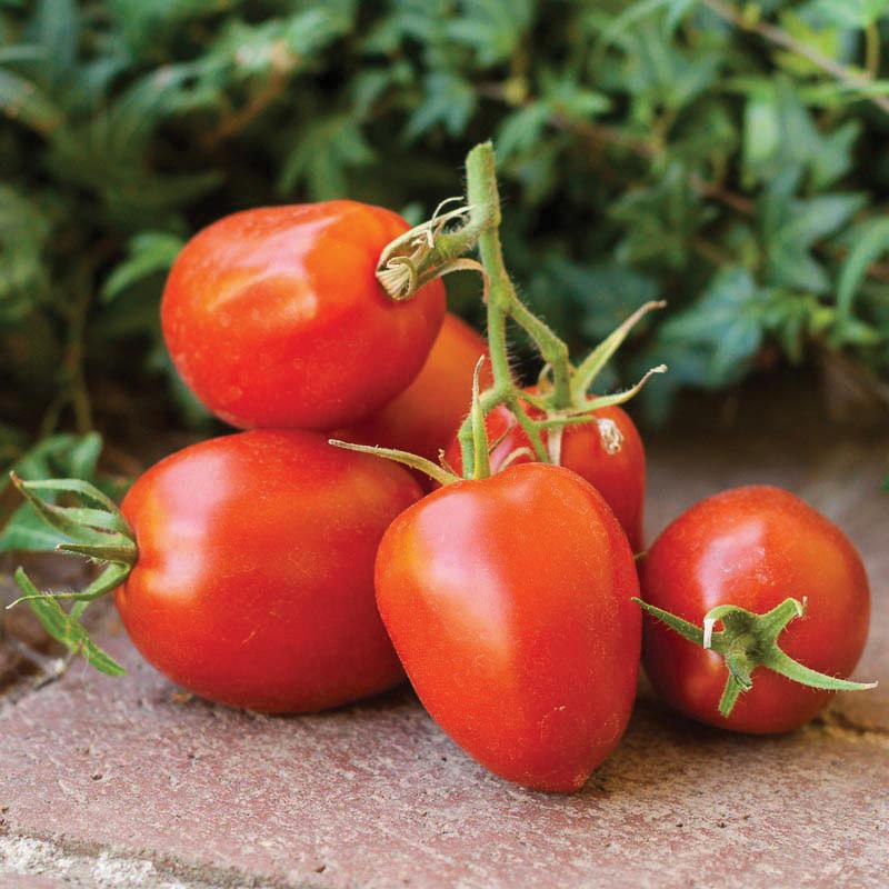 Amish Paste Tomato by MIgardener