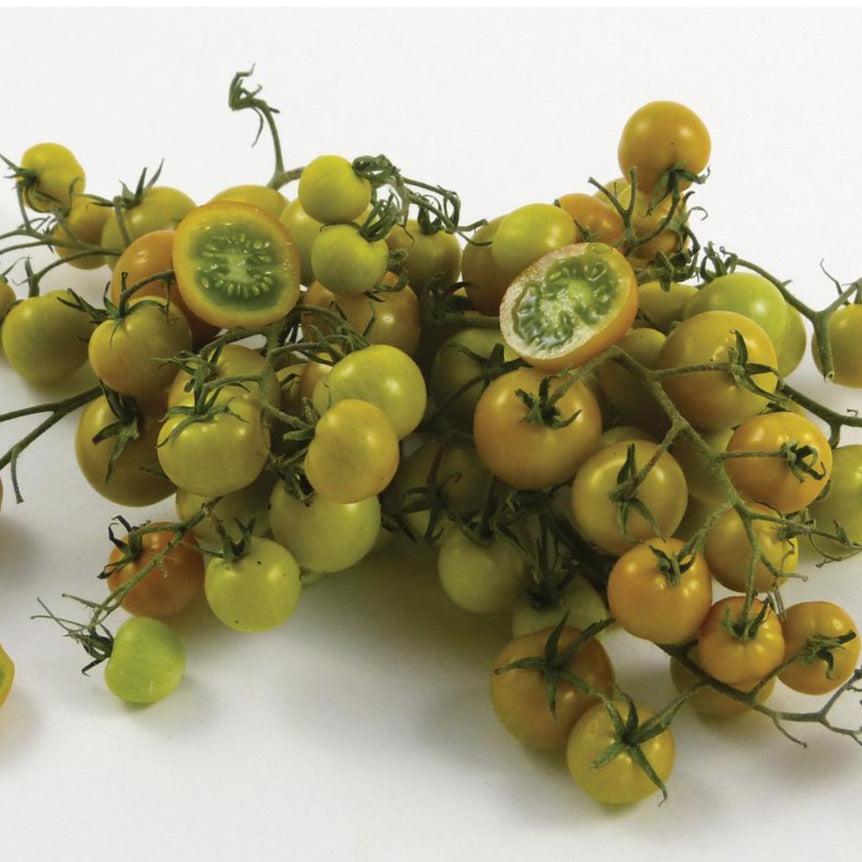Gobstopper Tomato by MIgardener