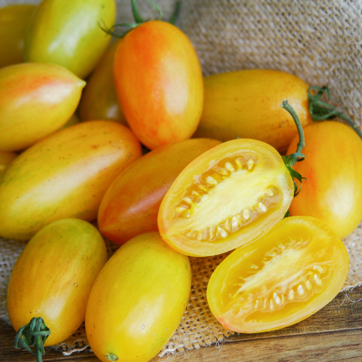 Blush Tomato by MIgardener