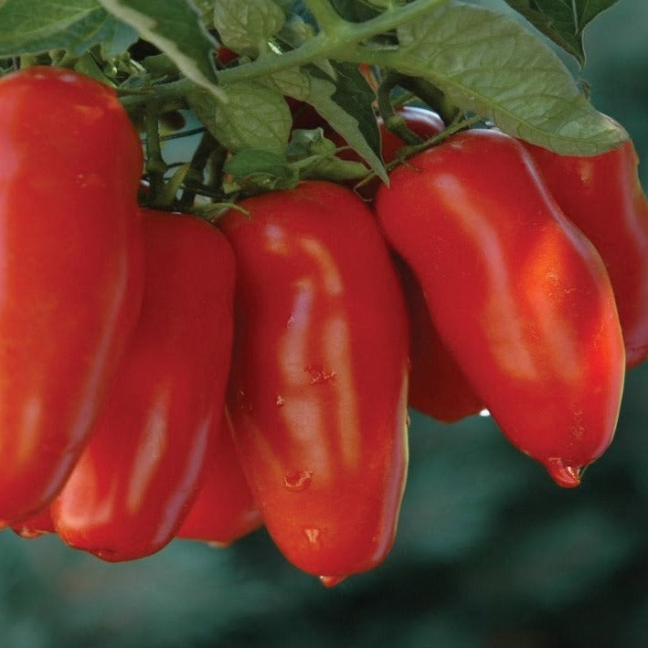 Jersey Devil Tomato by MIgardener