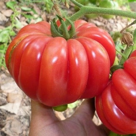 Mushroom Basket Tomato by MIgardener