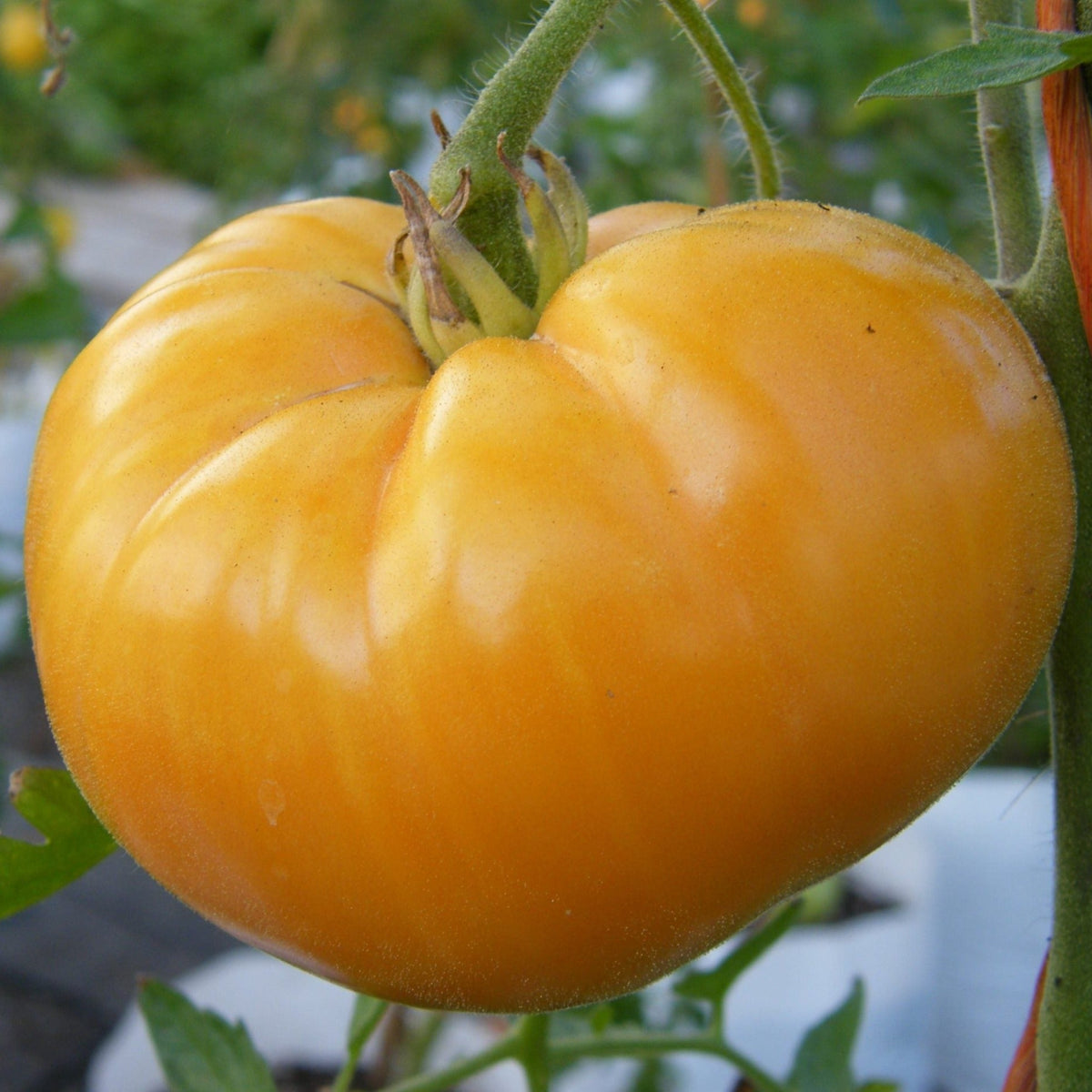 Beefsteak Yellow Tomato by MIgardener