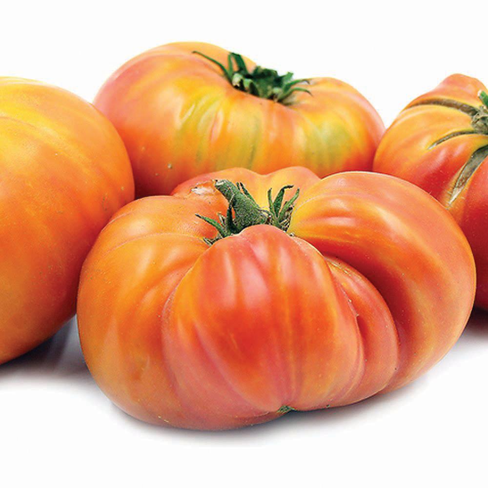 Hillbilly Tomato by MIgardener
