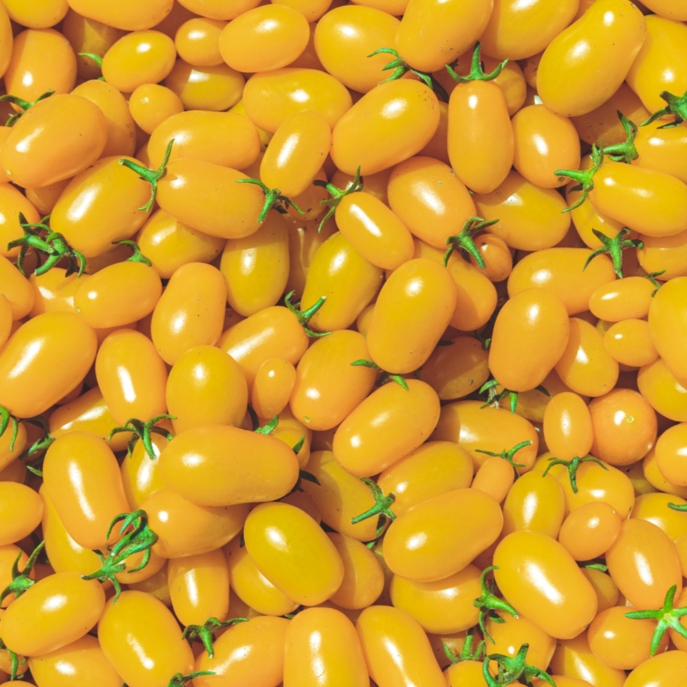Yellow Plum Tomato by MIgardener