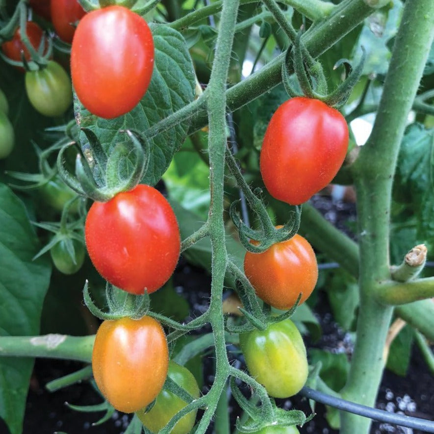 Orange Roussollini Tomato by MIgardener