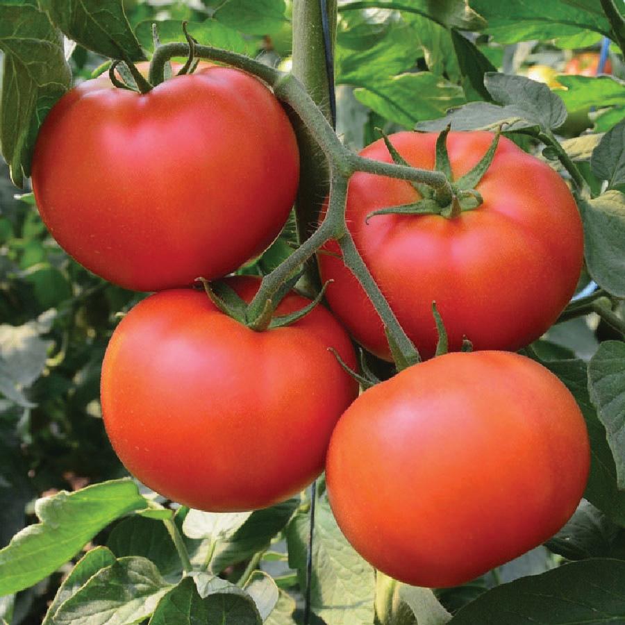 Homestead Tomato by MIgardener