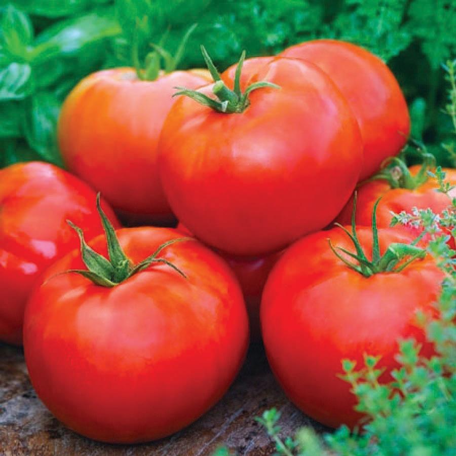 Ace 55 Tomato by MIgardener