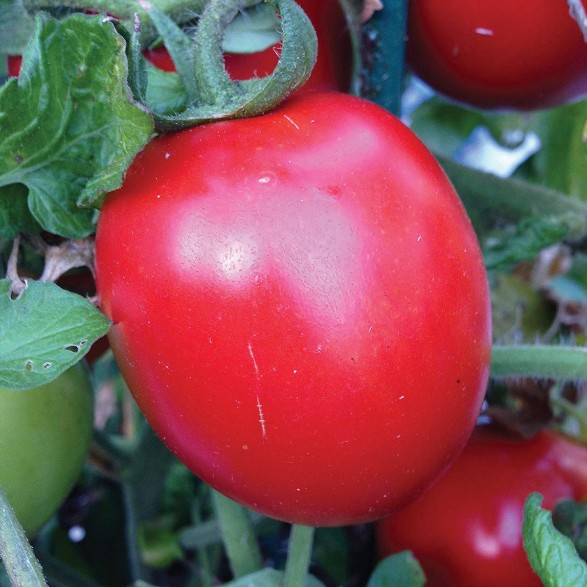 Rio Grande Tomato by MIgardener