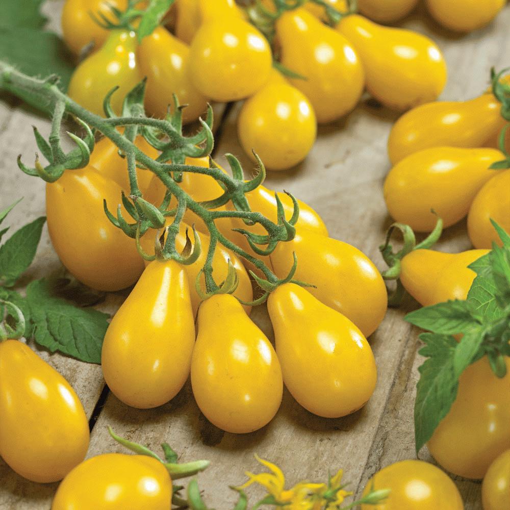 Yellow Pear Tomato by MIgardener