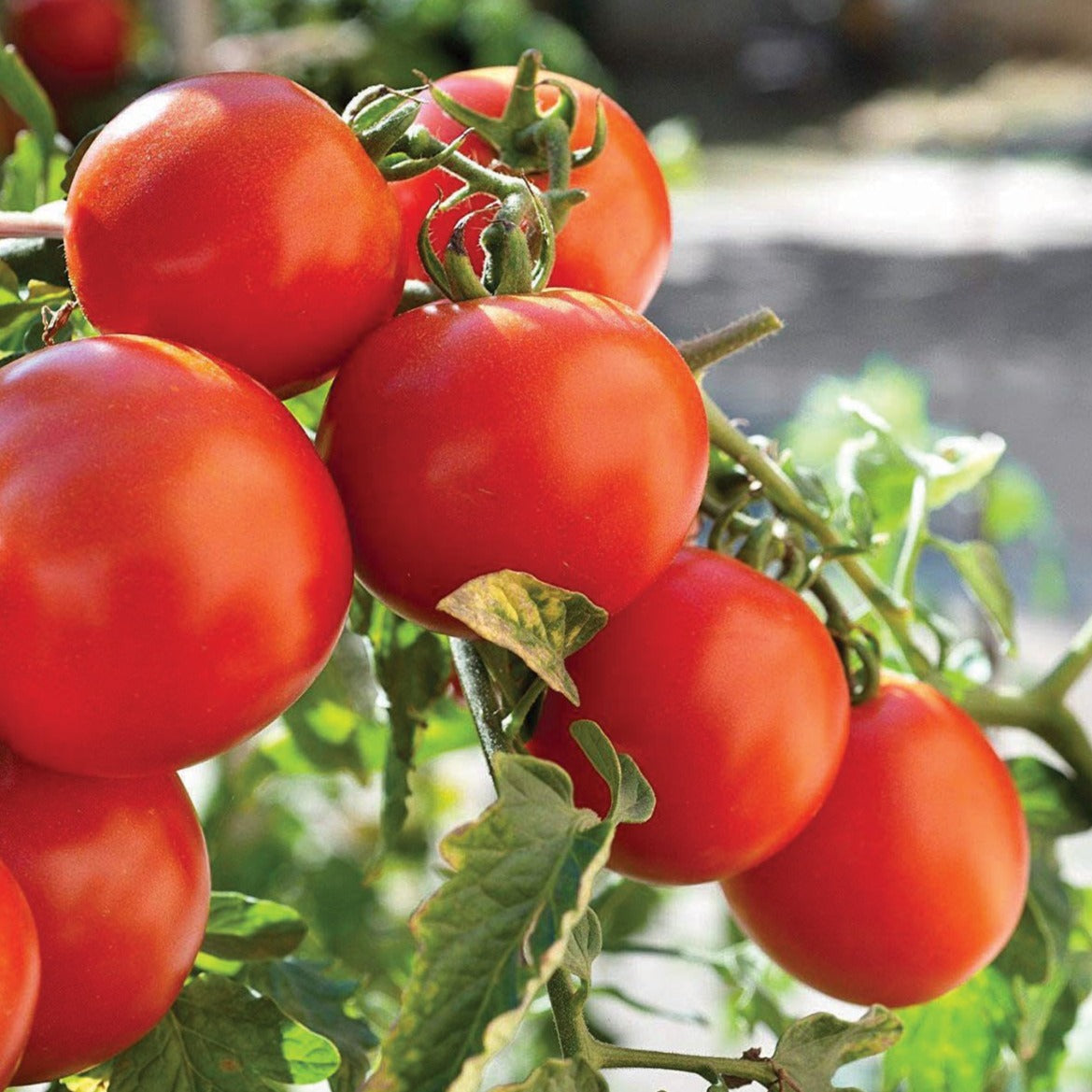 Marglobe Tomato by MIgardener