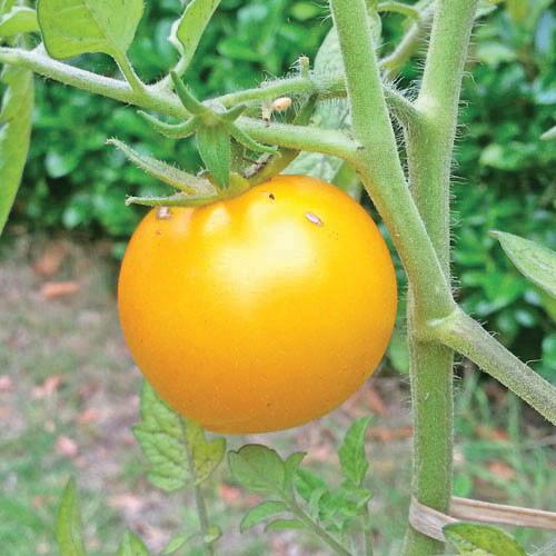 Sunray Tomato by MIgardener