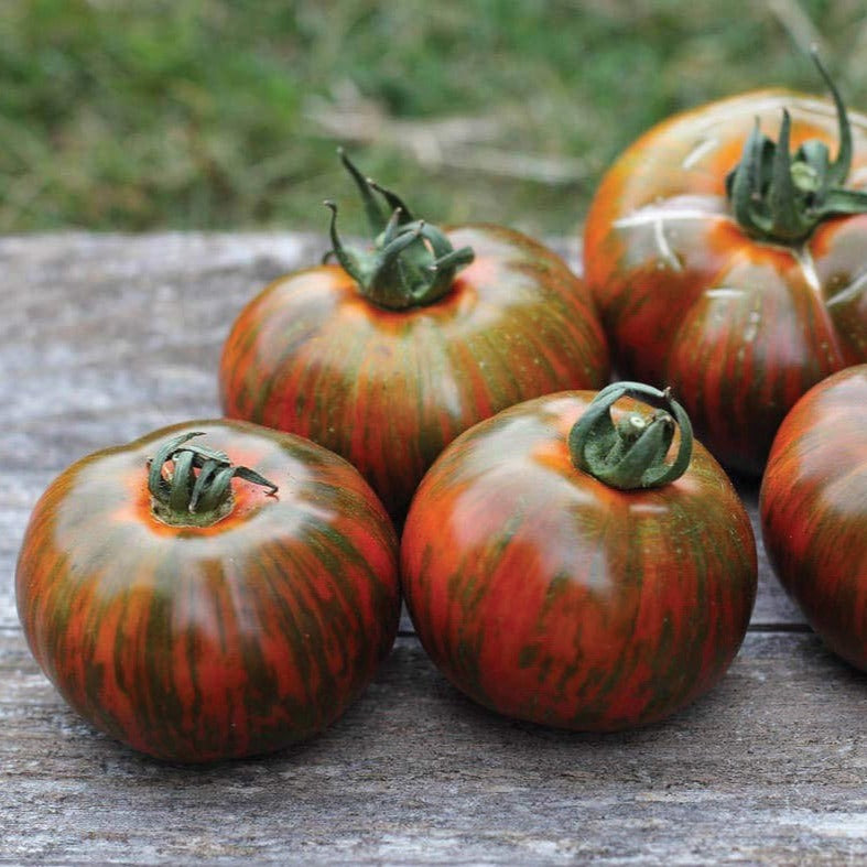 Chocolate Stripes Tomato by MIgardener