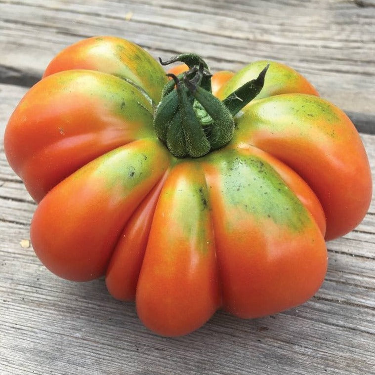 Costoluto Genovese Tomato by MIgardener
