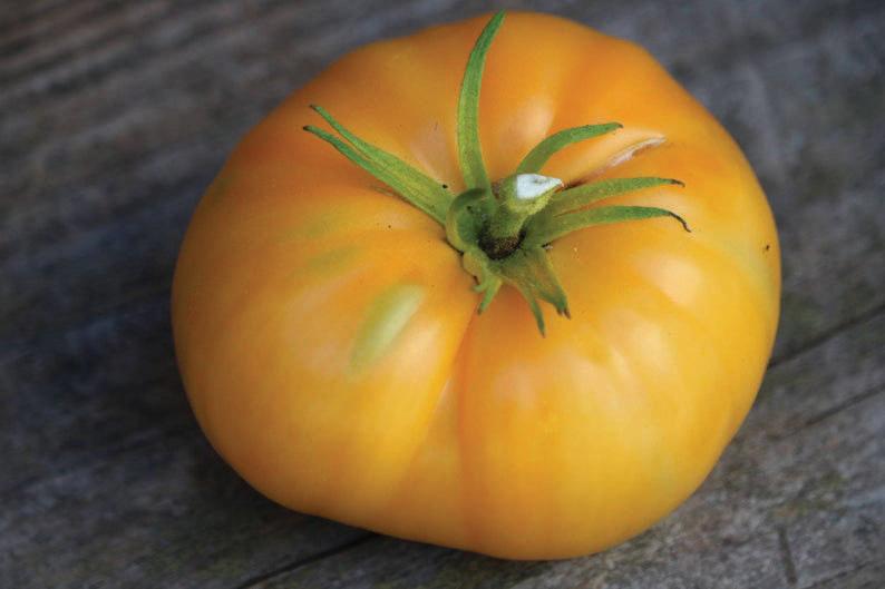Kellogg's Breakfast Tomato by MIgardener