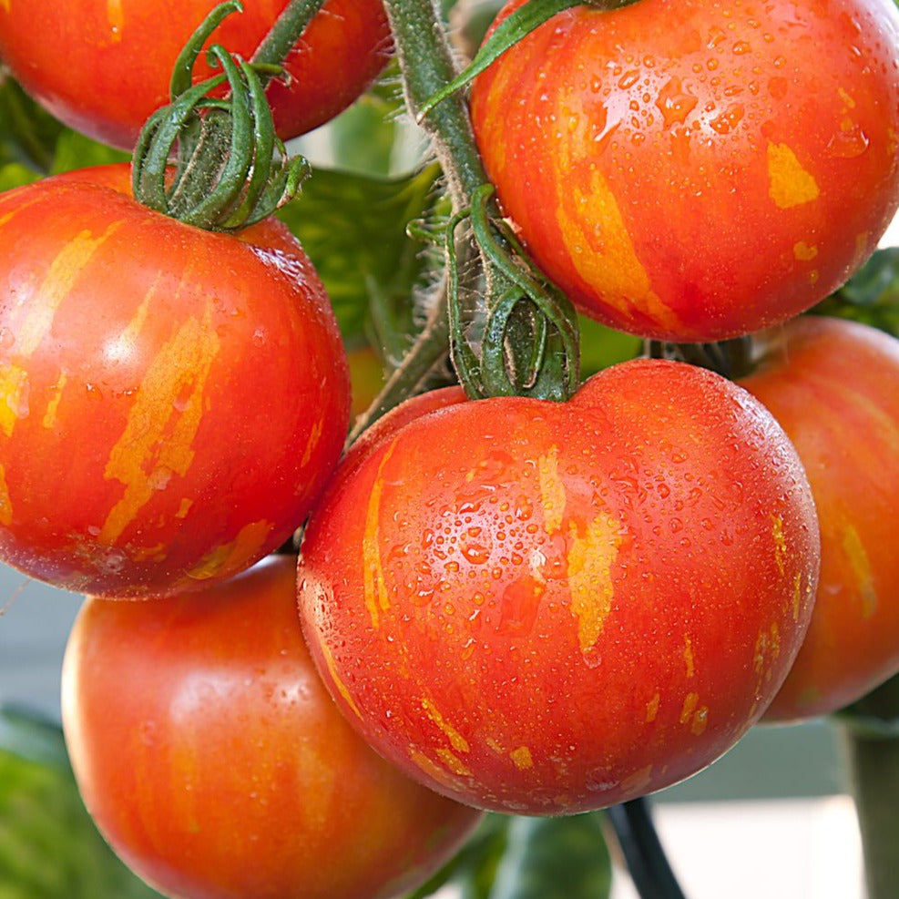 Tigerella Tomato by MIgardener