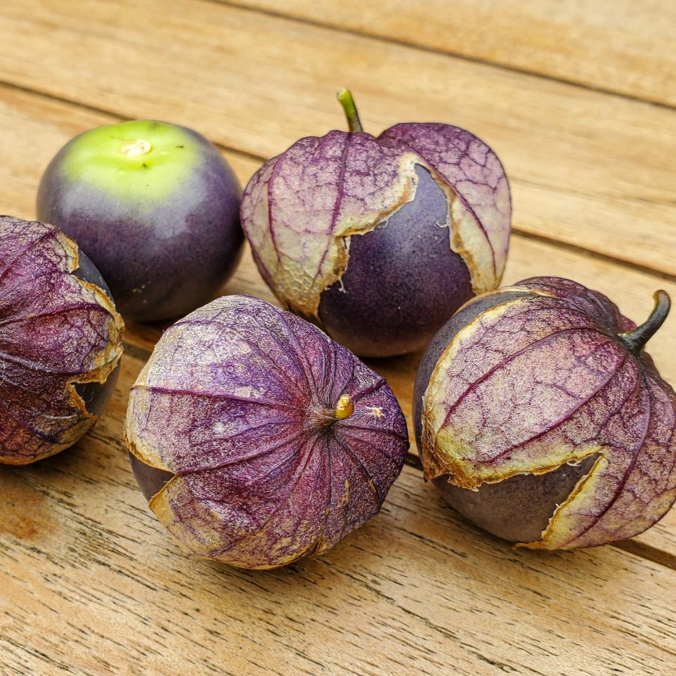Purple Tomatillo by MIgardener