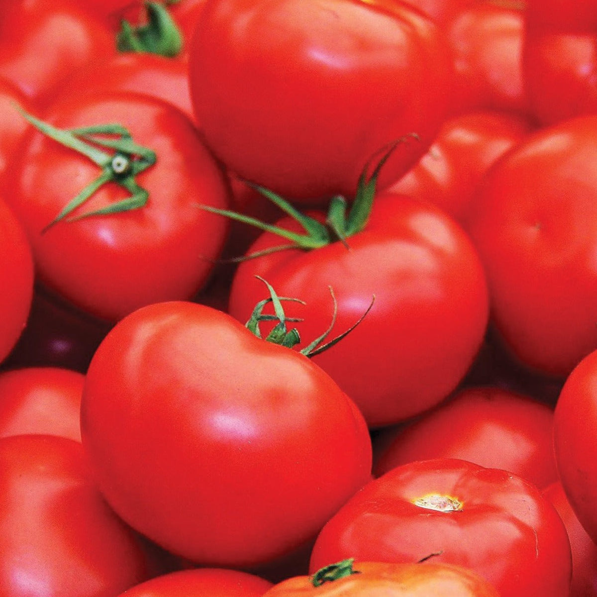 Floridade Tomato by MIgardener