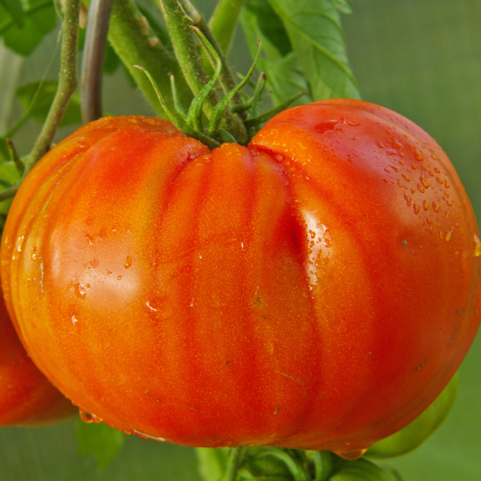 Abe Lincoln Tomato by MIgardener