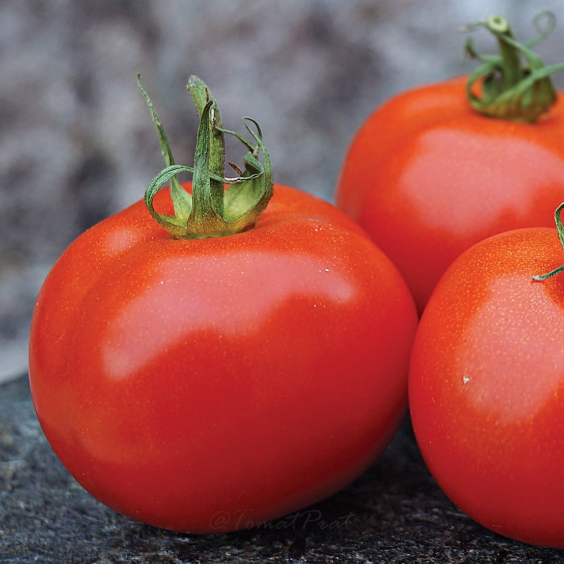 Sub Arctic Plenty Tomato by MIgardener
