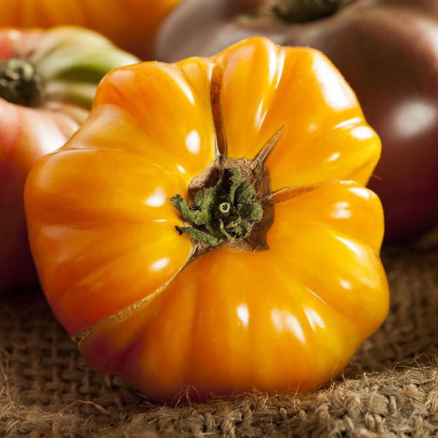 Amana Orange Tomato by MIgardener