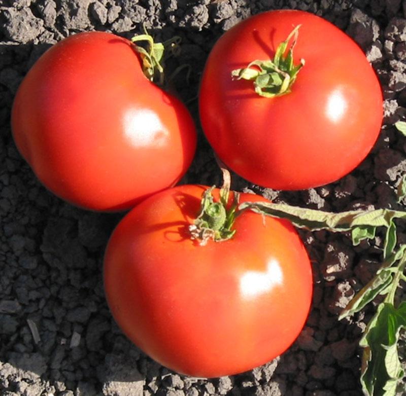 Trip-L-Crop Tomato by MIgardener