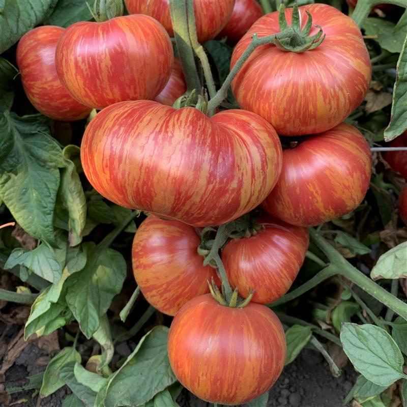 Vintage Wine Tomato by MIgardener