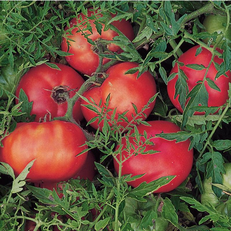 Silvery Fir Tree Tomato by MIgardener