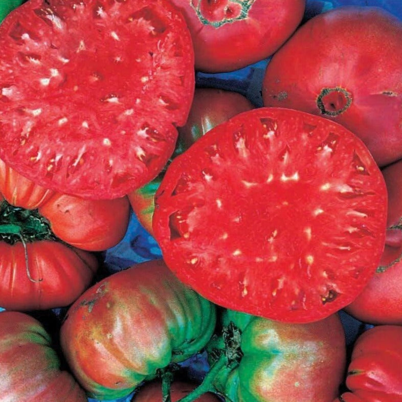 Giant Belgium Tomato by MIgardener