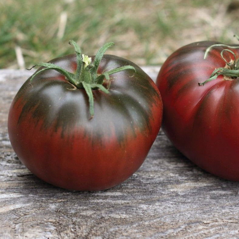 Paul Robeson Tomato by MIgardener