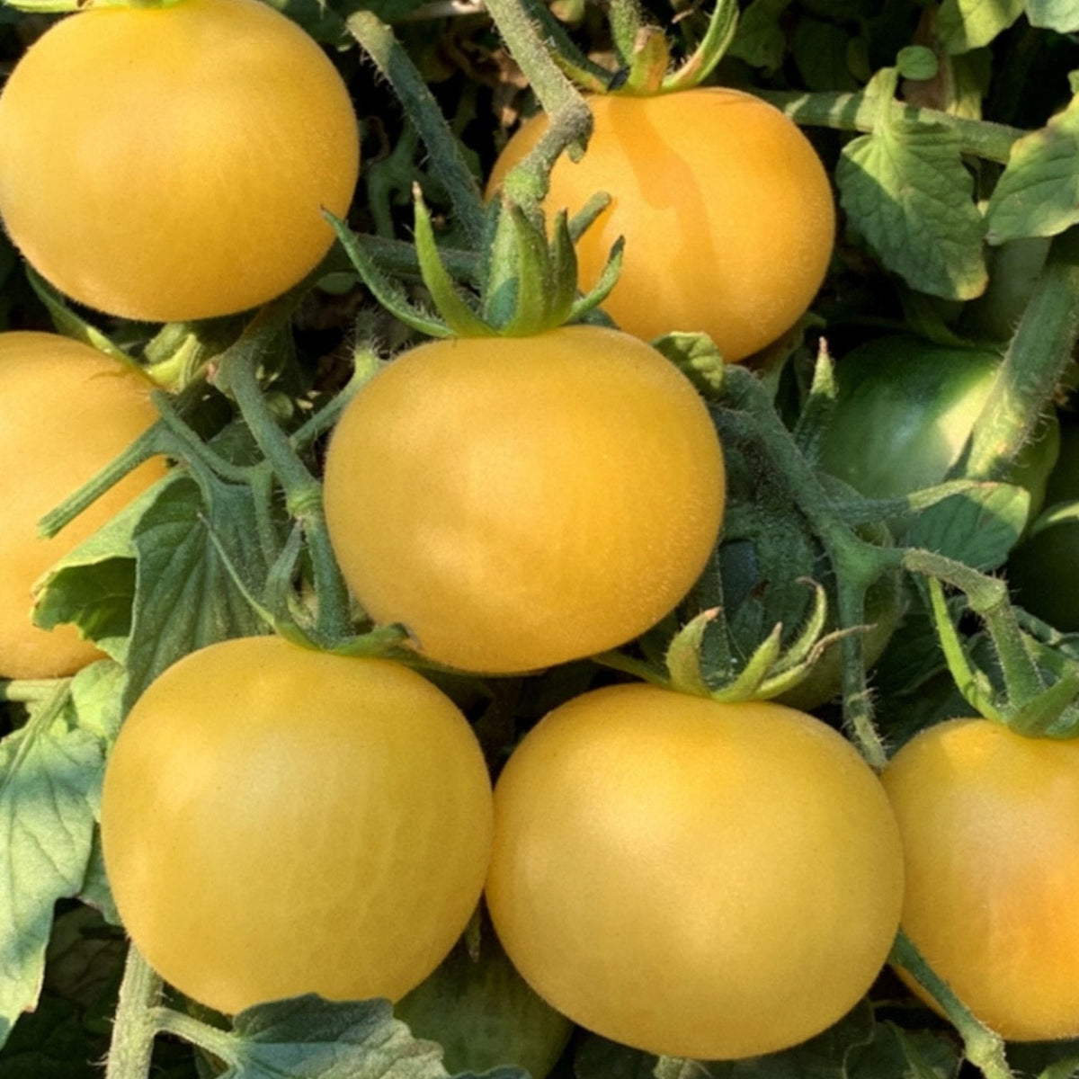 Wapsipinicon Peach Tomato by MIgardener