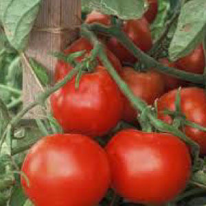 TOMATO Seeds, Beefsteak