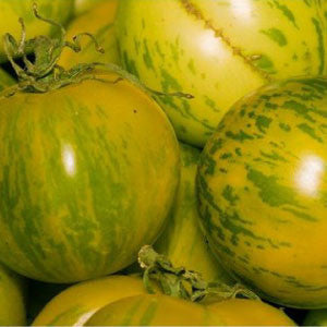 TOMATO Seeds, Green Zebra