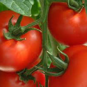 TOMATO Seeds, Rutgers